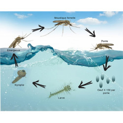 Cycle de vie du moustique