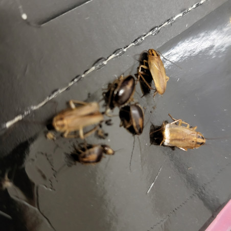 24 PCS Pièges A Cafard @ Colle | Anti Cafards Puissant Non Toxique