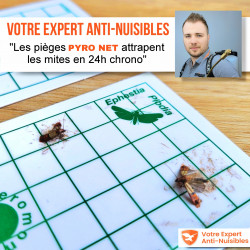 Mites alimentaires piégées sur le piège PYRO NET anti mite en 24h