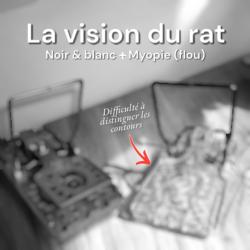 La vision du rat : Différence de perception des pièges