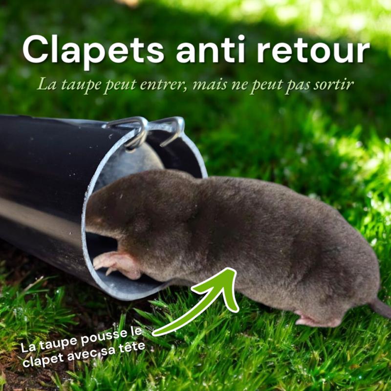 Clapets anti retour : La taupe peut entrer mais pas ressortir