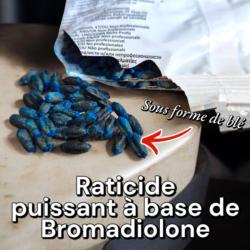 Blé empoissonné rats & souris