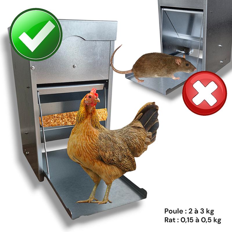 Mangeoire Automatique Pour Poules 5 Kg – Acier Galvanisé Anti-Rats, Étanche, Fermeture Auto, Idéale Pour Poulailler Extérieur