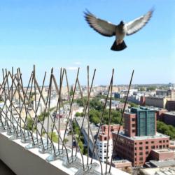 Pigeon empêché de se poser sur une rembarde équipée de picots anti pigeons