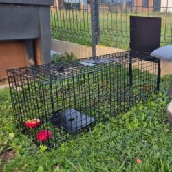 Cage de capture de ragondins avec une entrée ouverte avec des pommes et du miel