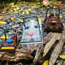 3 appâts pour rat NARA positionnés sur 3 pièges à rats et souris Gorilla Traps