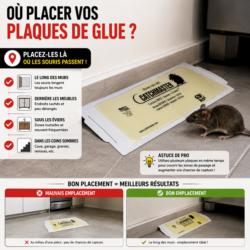 ou placer plaque glue souris piege colle le long des murs bon emplacement souris