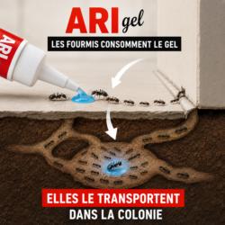 gel anti fourmis ari gel fonctionnement colonie fourmis transport du gel dans le nid