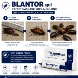 effet cascade du gel anti cafard blantor par contamination et necrophagie des cafards