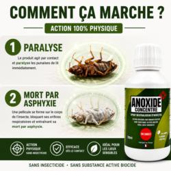 Comment fonctionne ANOXIDE : paralysie des punaises de lit puis mort par asphyxie