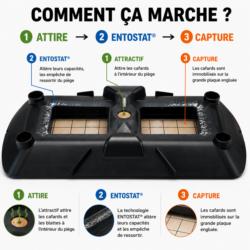 Fonctionnement du piège à cafards EXOROACH avec attractif, technologie ENTOSTAT et plaque engluée