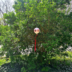 Ballon effaroucheur PREDATOR protégeant un arbre des volatiles.