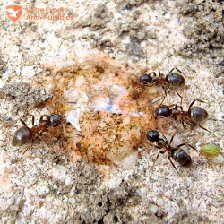 Photo zoomée de fourmis regroupées autour d'une goutte de gel liquide Ari Gel.