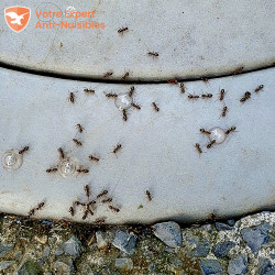 Les fourmis se regroupent autour des gouttes du ARI GEL en moins de 5 minutes.