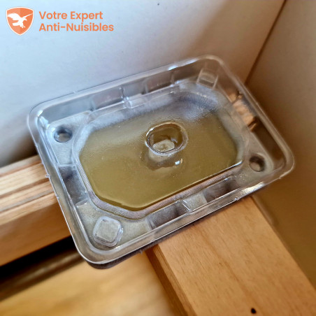 DETECT PUNAISE, piège de détection anti punaise de lit