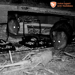 Vision nocturne de rats consommant des graines.