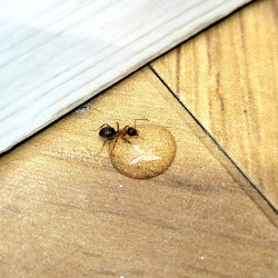 Une fourmi consomme la goutte de ARI GEL