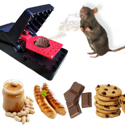 Suggestion des meilleurs appâts pour utilisation de la tapette à rat Komodo
