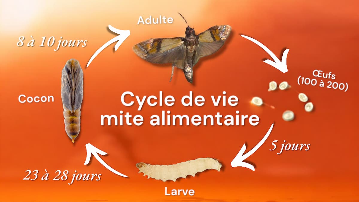 Cycle de vie de la mite alimentaire