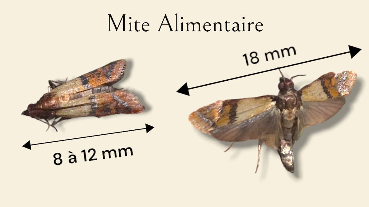 mite-alimentaire-taille