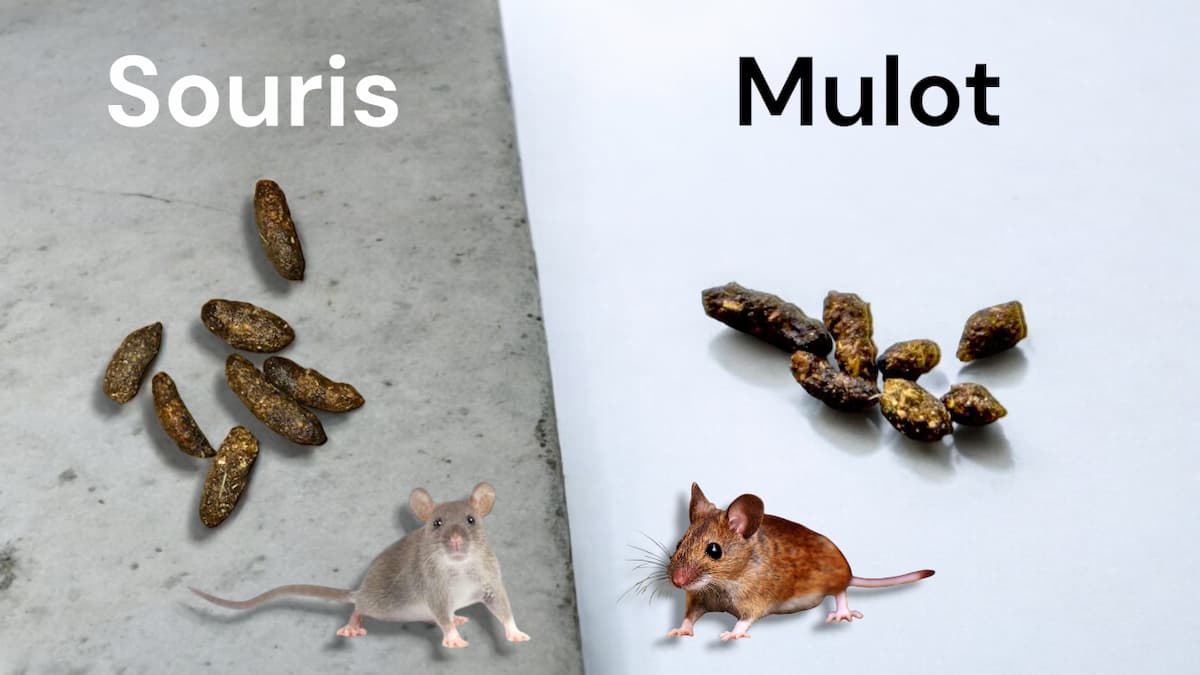 Photo comparaison de crottes de souris et crottes de mulot