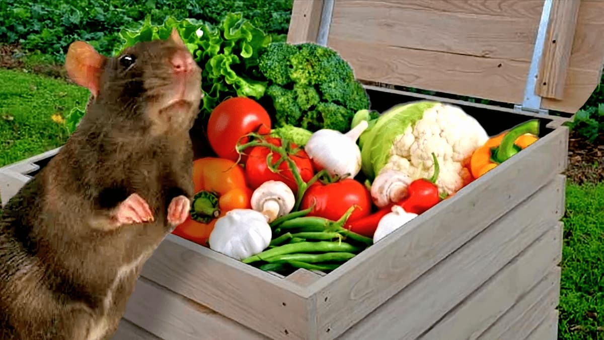 Rat humant les odeurs de légume provenant d'un composteur placé dans le jardin