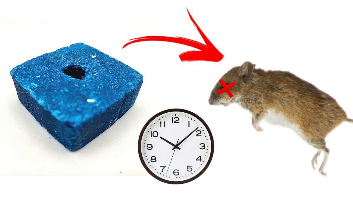 Schéma d'explication de l'effet de retardement d'un raticide sur un rat