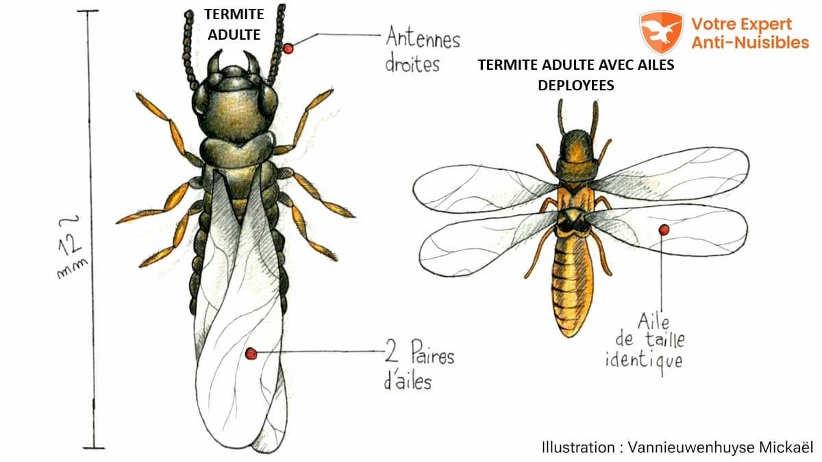 Illustration de la morphologie d'un termite
