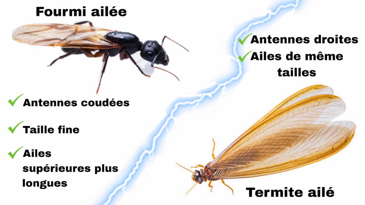 Différences morphologiques entre une fourmi ailée et un termite