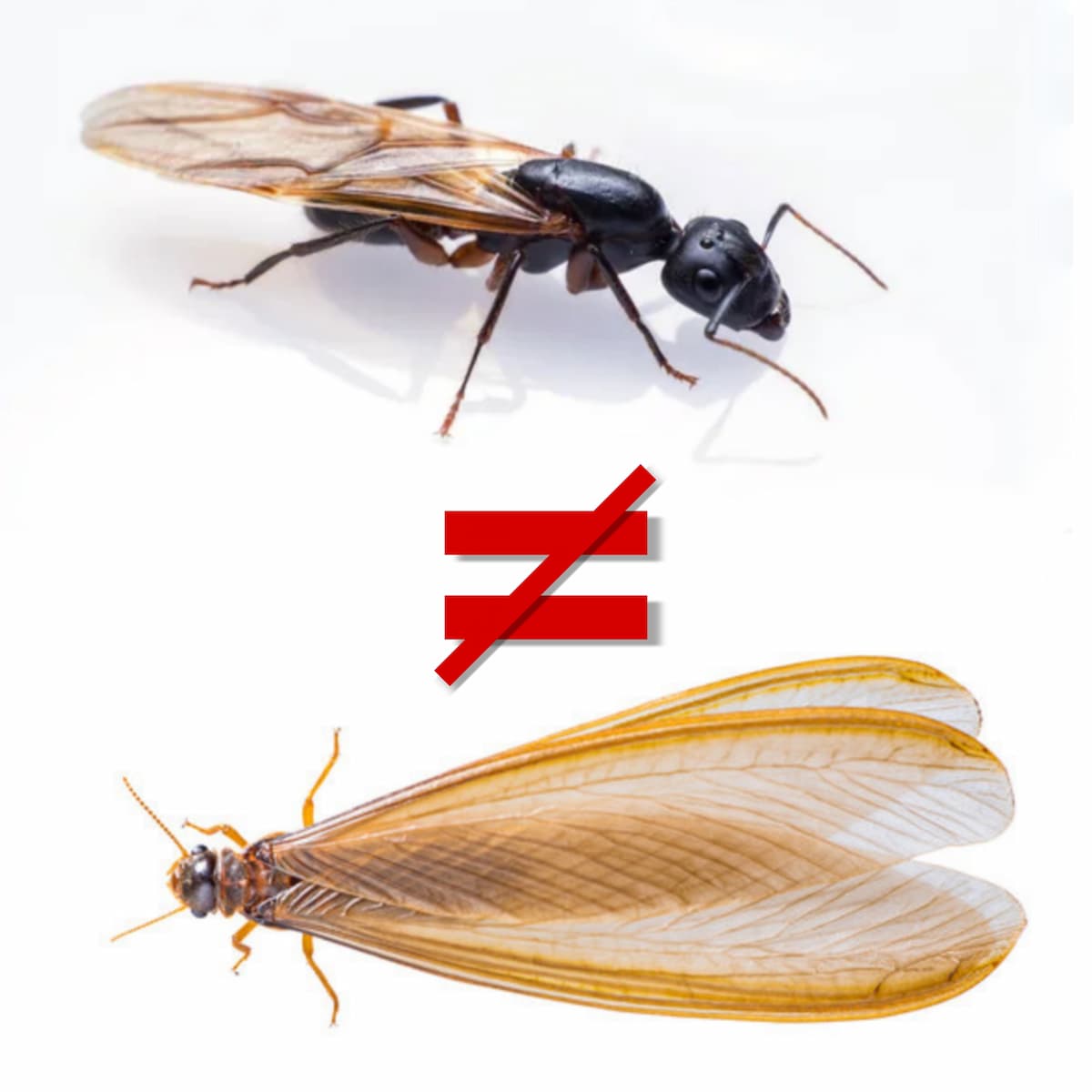 Différence entre un termite et une fourmie ailée