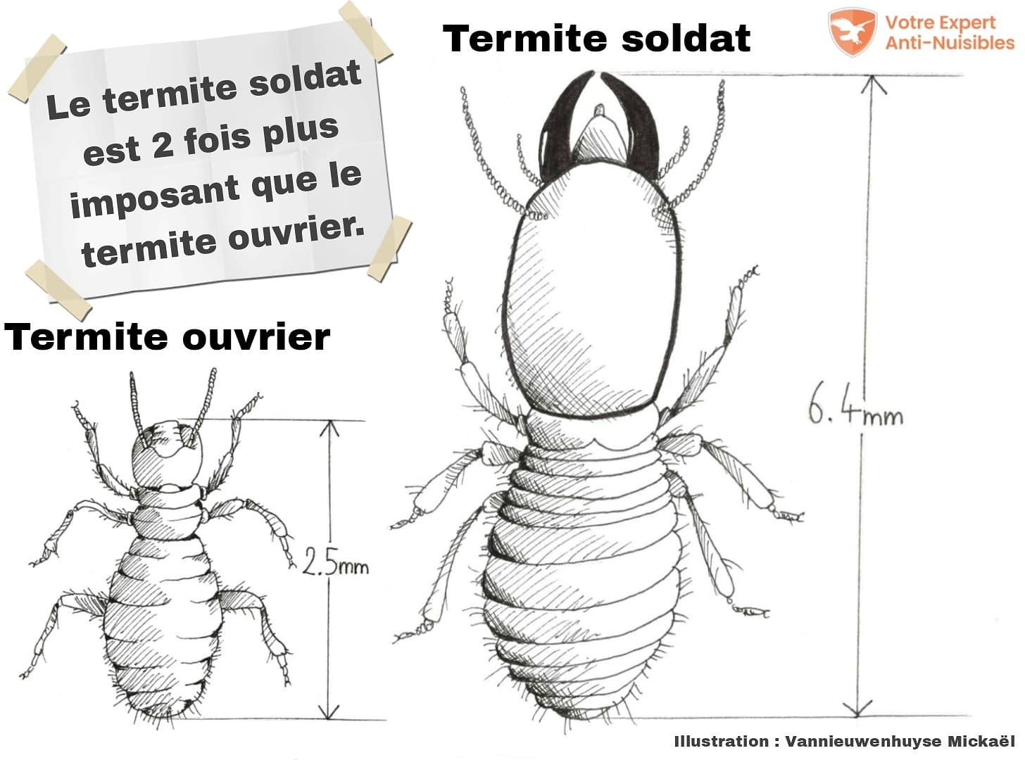 Différence de taille entre un termite ouvrier et un termite soldat