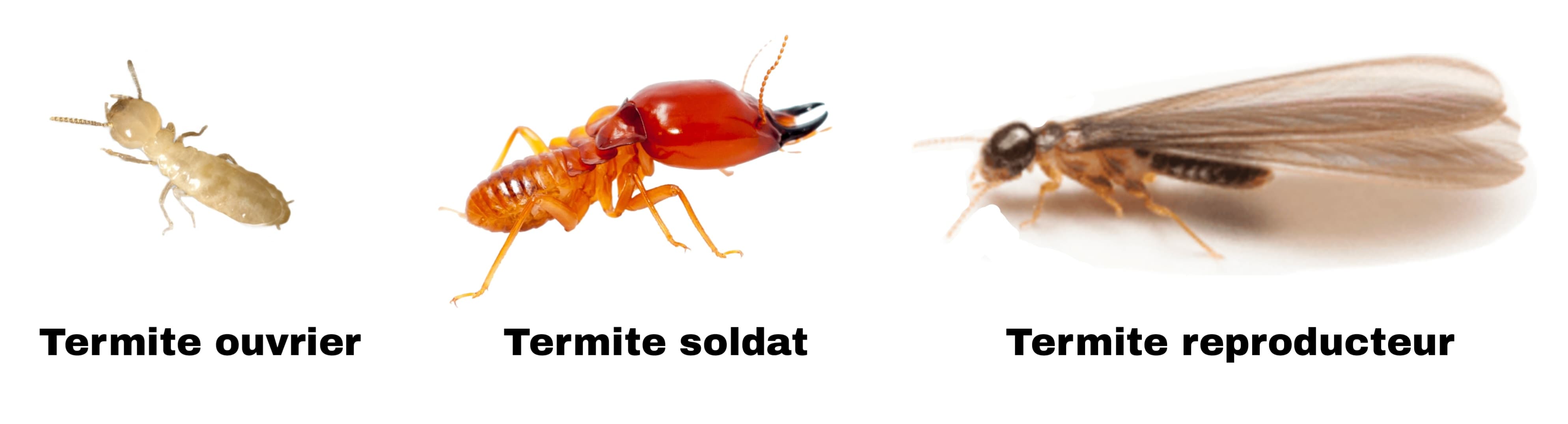 Les 3 différents types de termites