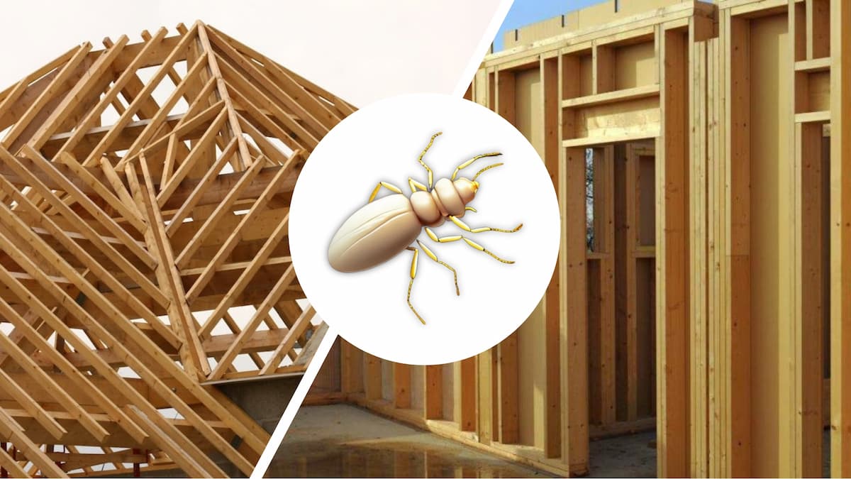 Termite dans une structure humaine en bois