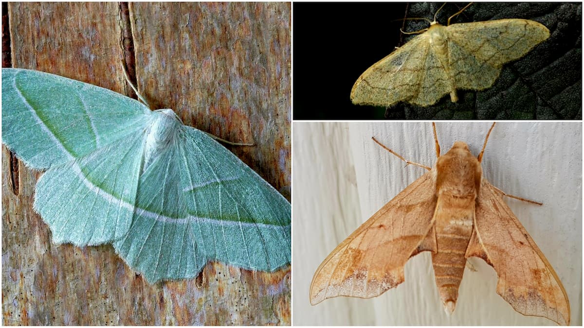 Différents types de papillons de nuit