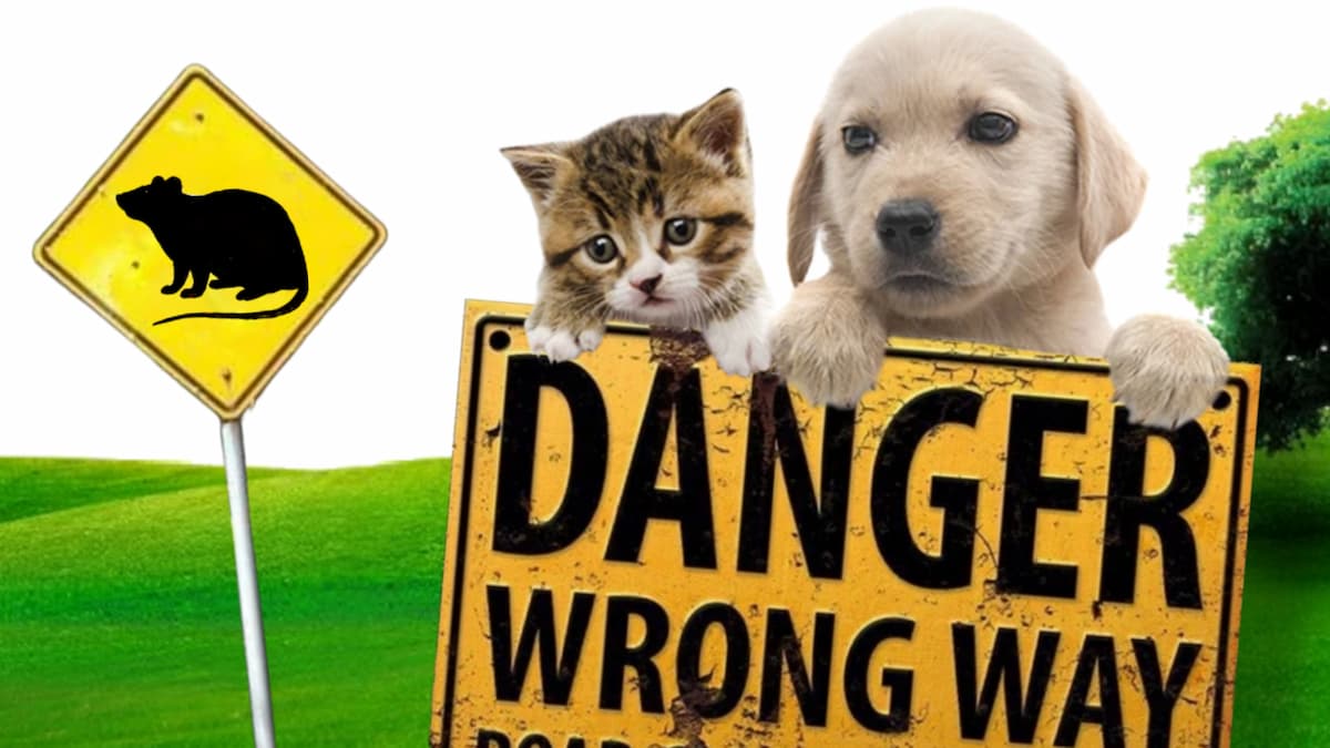 Chat et chien posant derrière un panneau d'avertissement de danger et à côté d'un panneau alertant sur la présence de rats