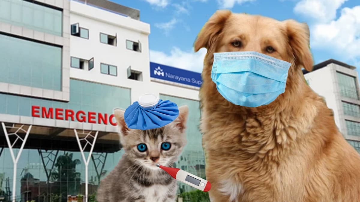 Chat et chien malades, devant un hôpital