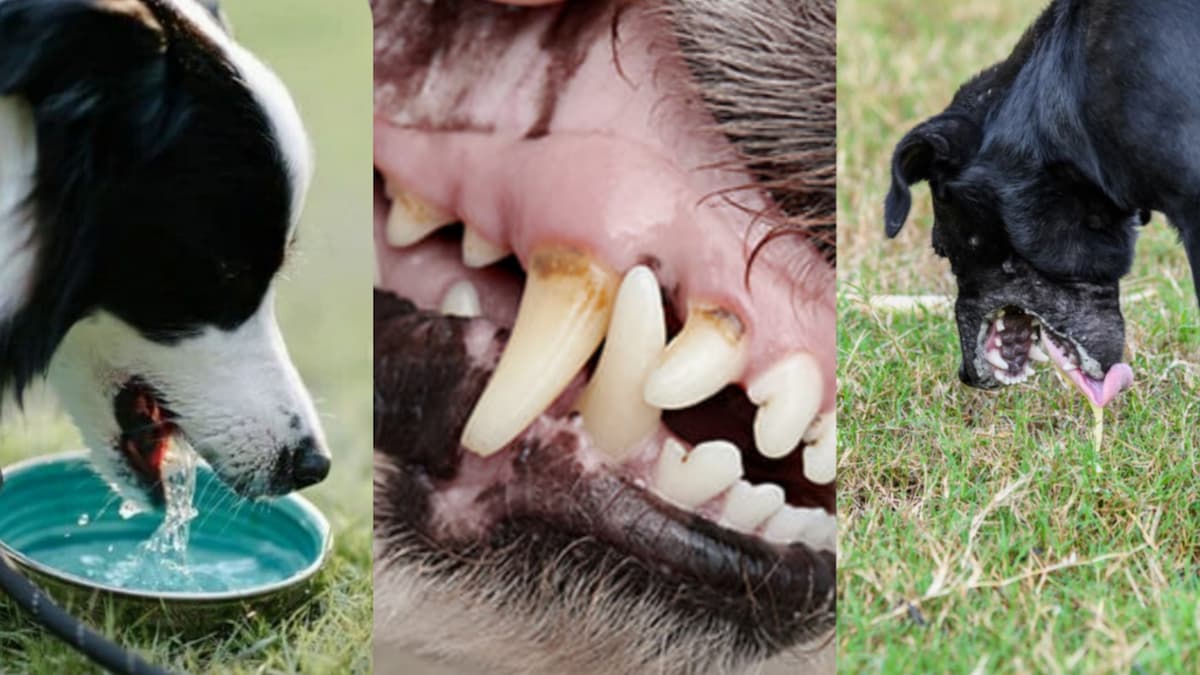 3 chiens présentant des symptômes d'empoisonnement