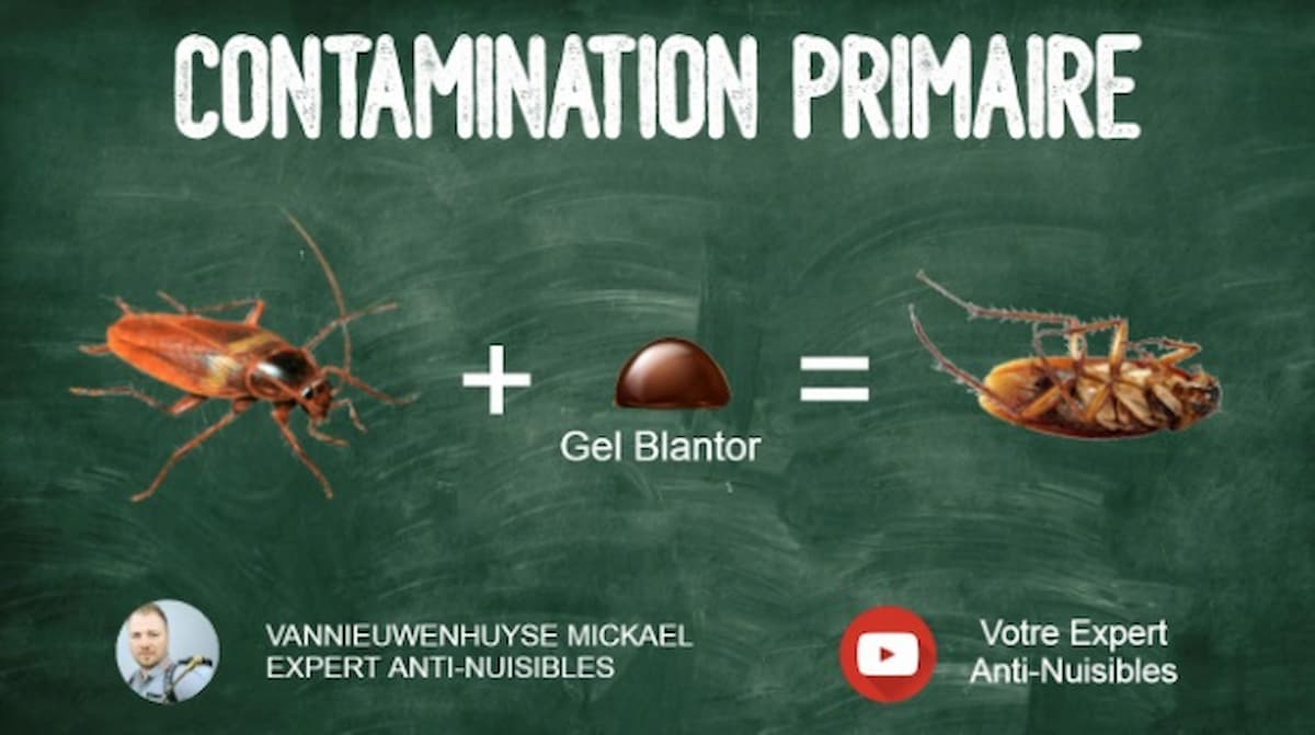 Schéma d'explication de la contamination primaire chez les cafards