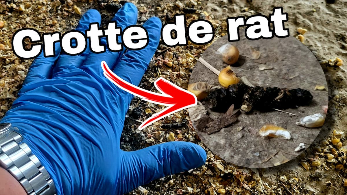 Crotte de rat parmi des grains de maïs