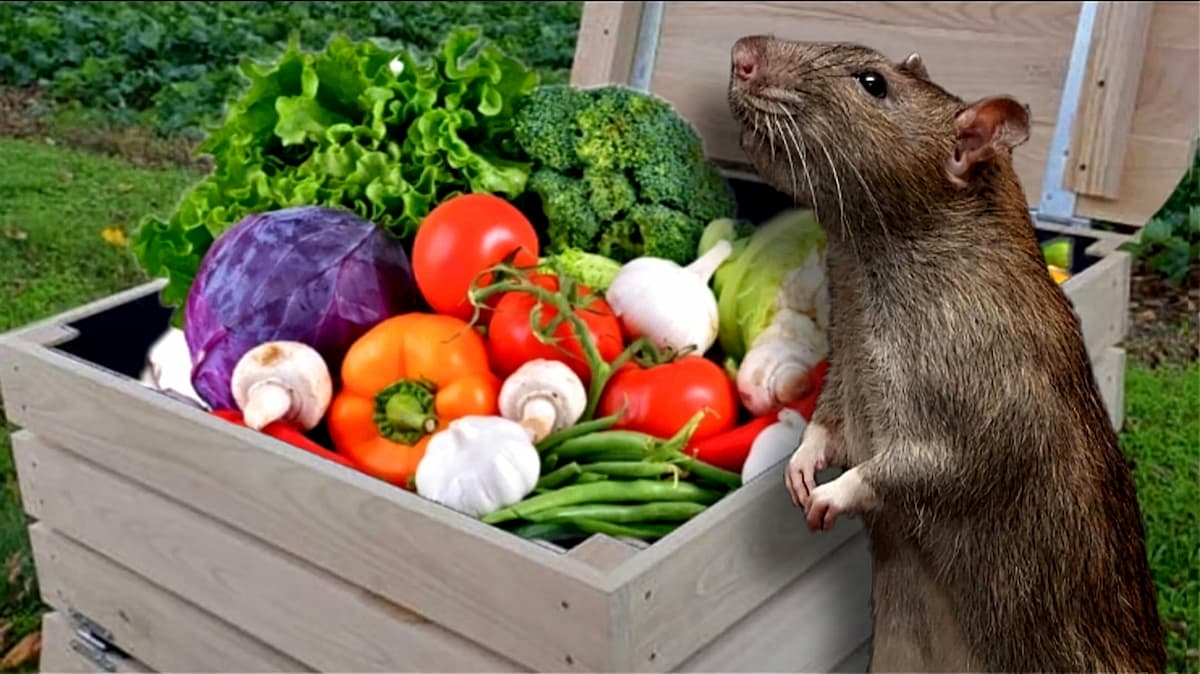 Rat humant l'air à proximité d'un composteur ouvert contenant des légumes