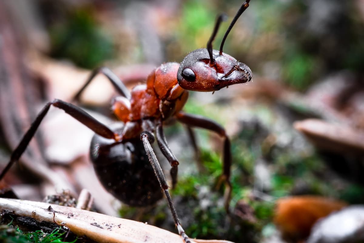 Combien de pattes ont les fourmis ? (et anecdotes diverses)