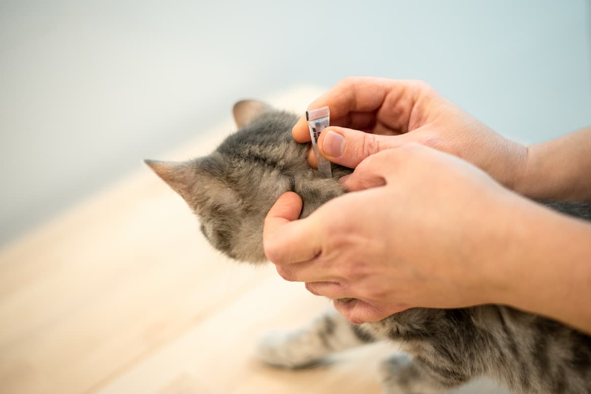 Application d'une pipette anti puce sur la nuque d'un chat