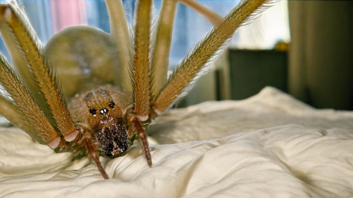 Araignée hideuse sur une couette de lit