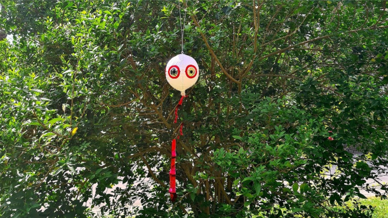 Ballon répulsif anti-oiseaux blanc de 15 cm protégeant un arbre fruitier