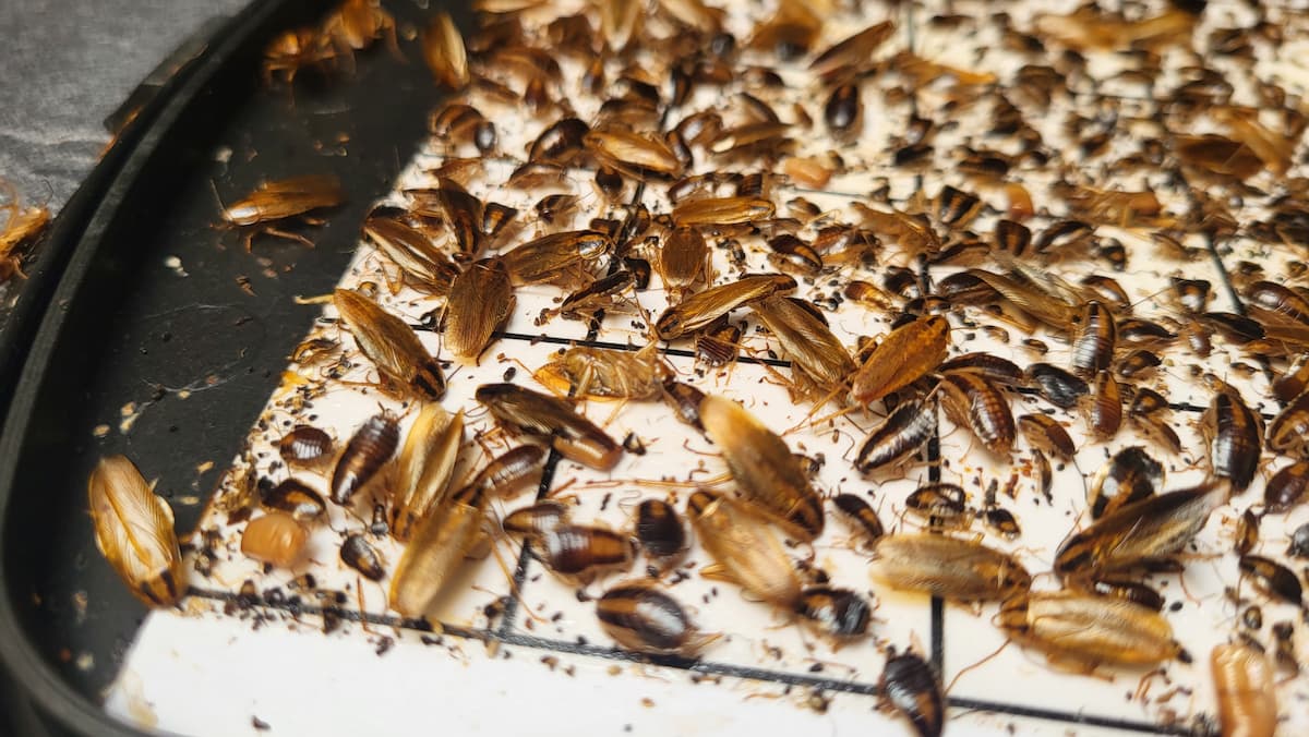 Grande quantité de blattes germaniques (cafards) attrapées par un piège à phéromones