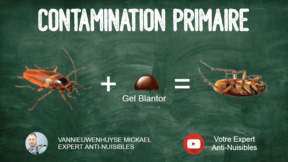Schéma de contamination primaire des cafards par le gel BLANTOR