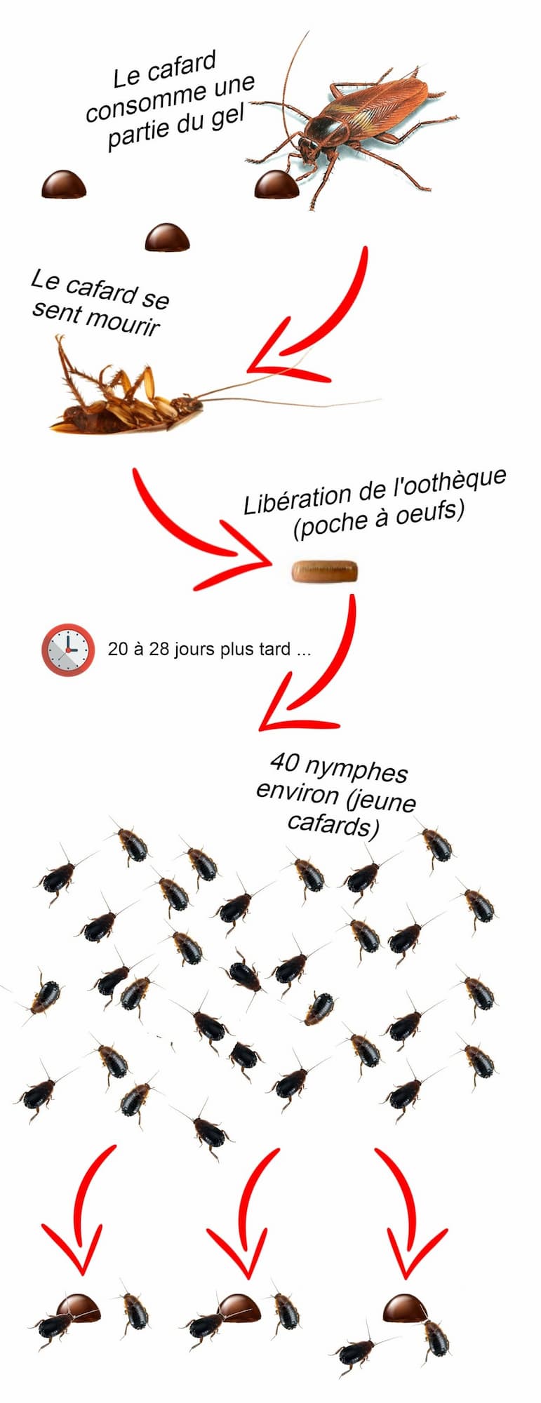 Schéma d'empoisonnement des lymphes de cafard par ingestion de gel BLANTOR