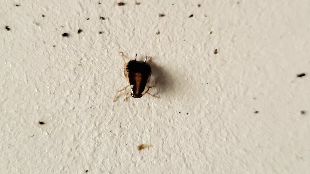 Insecte qui sort des plinthes : l'identifier et s'en débarrasser