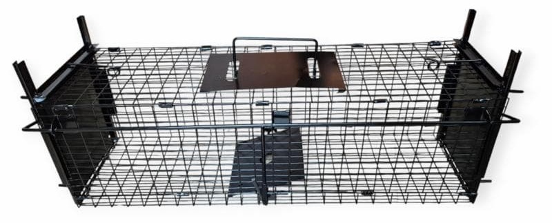 cage de capture double entrée pour des fouines