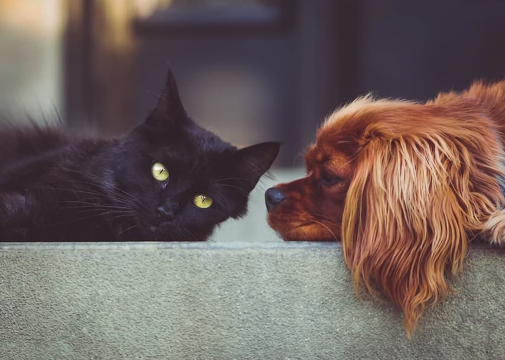 Chat et chien au repos, face à face